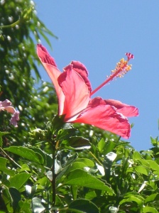 Maui flora